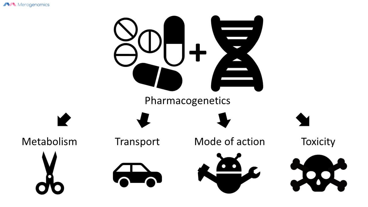 Merogenomics infographic on pharmacogenetics