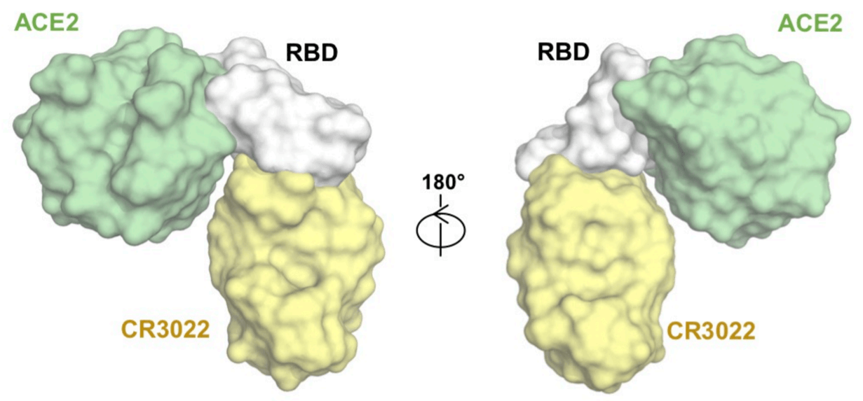 Merogenomics Blog Figure of coronavirus SPIKE protein bound to ACE2 receptor and antibody