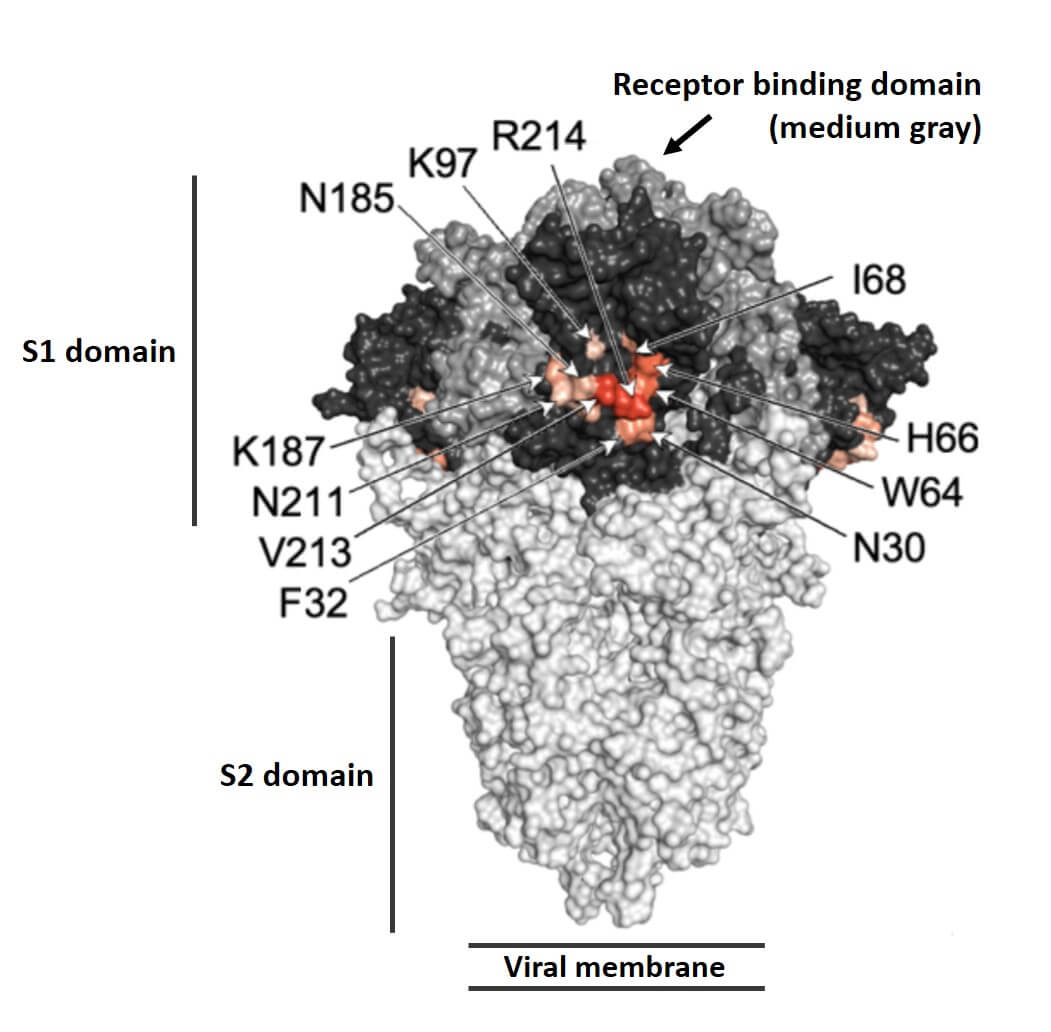 Merogenomics figure on enhancing antibodies epitope