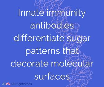 sugar and immune system