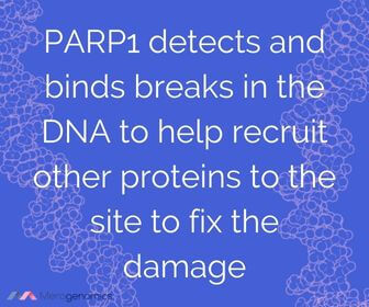  Image of Merogenomics article quote on what does PARP do