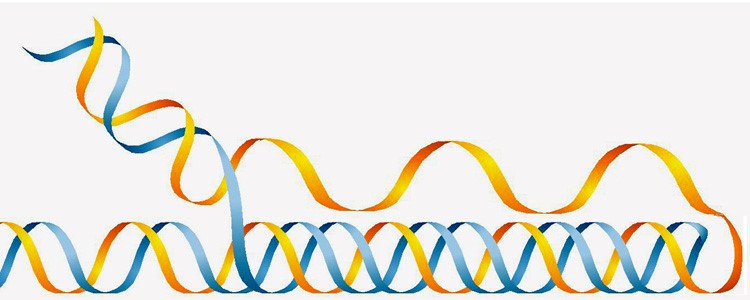 Image of triple helix DNA